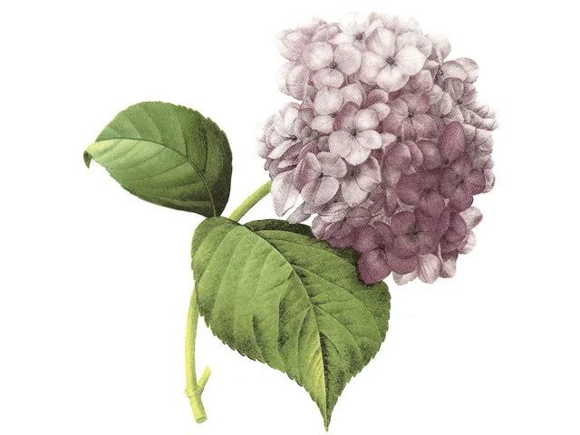Каталог деколей · образец S2836 LILAC.970